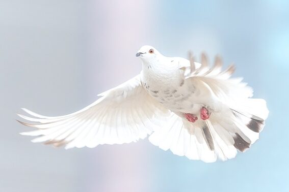 dove, Nya Korskyrkan
