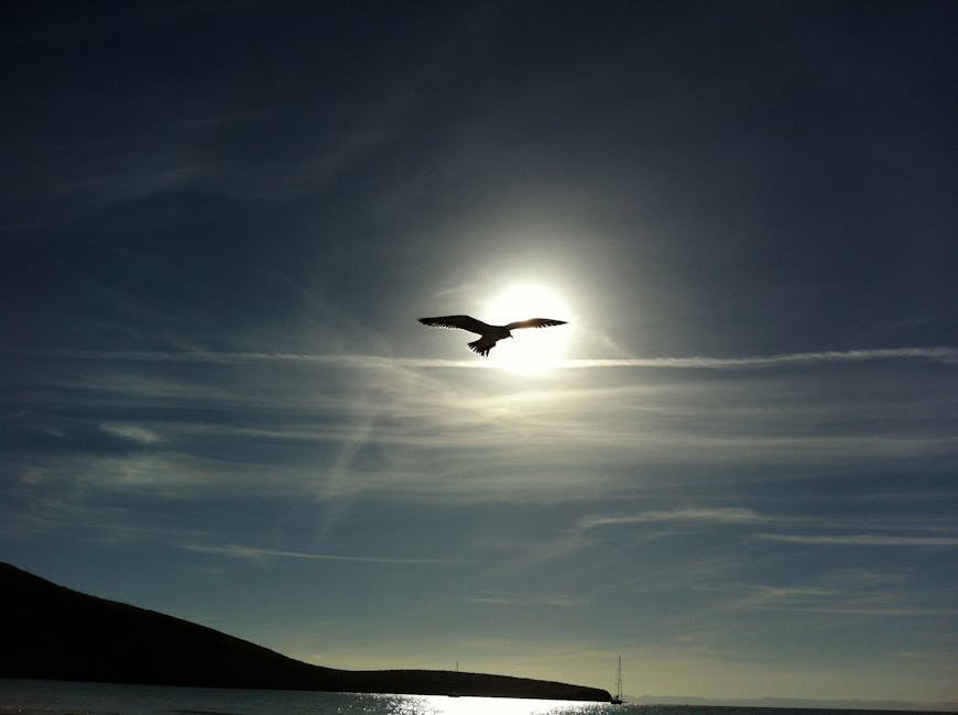 eagle
